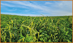 LandExpert Dienstleistungen OHG