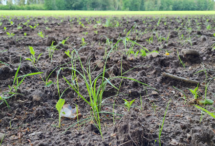 Bodenschonende Bewirtschaftung