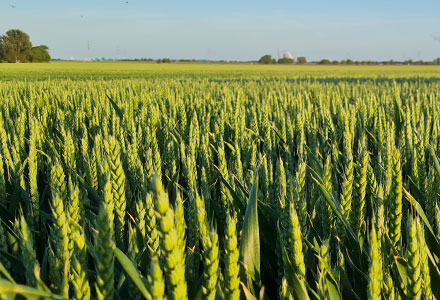 Saatgutvermehrung von Roggen